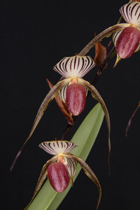 Paph. Lady Isobel La Jolla